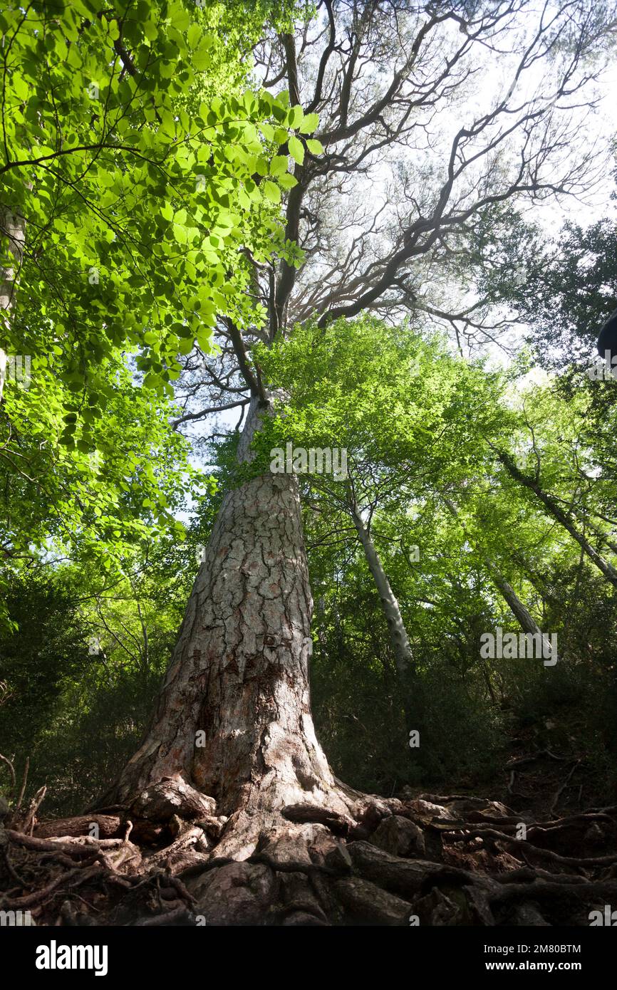 Giant Pine tree. Teruel Province Stock Photo