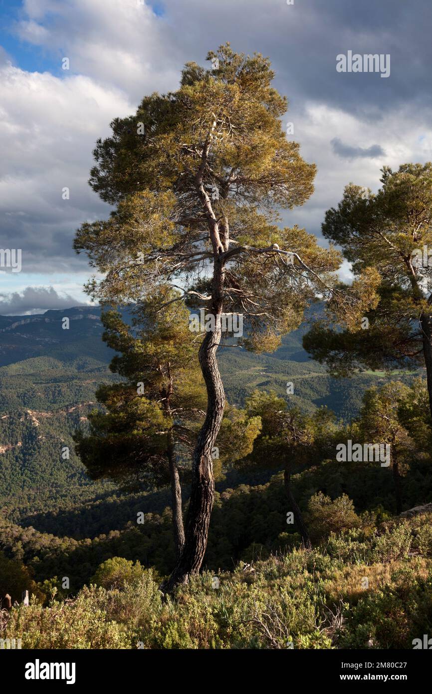 Pine Tree. Teruel Province Stock Photo