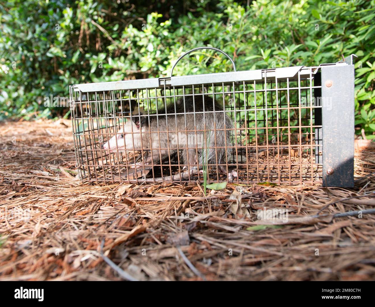 Possum in live humane trap. Trapped opossum marsupial. Pest and rodent