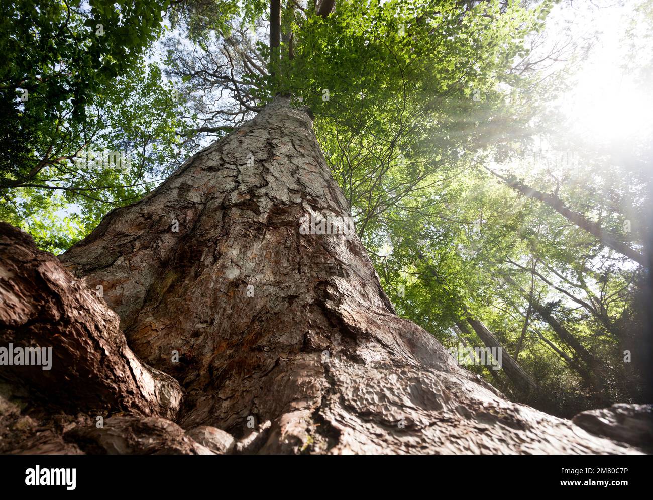 Giant Pine tree. Teruel Province Stock Photo