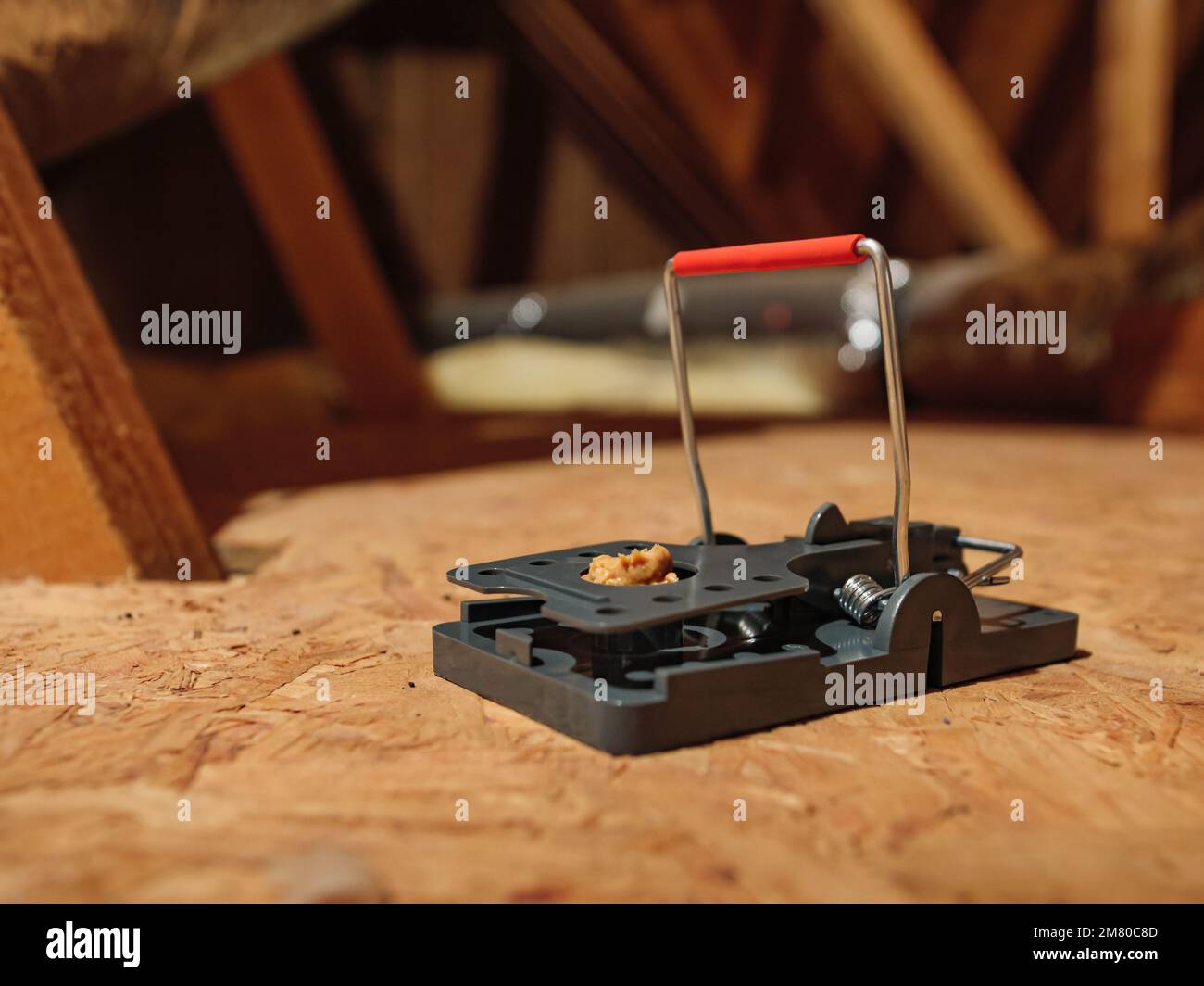 Baited exterminator snap mouse trap in residential attic. Pest, rat