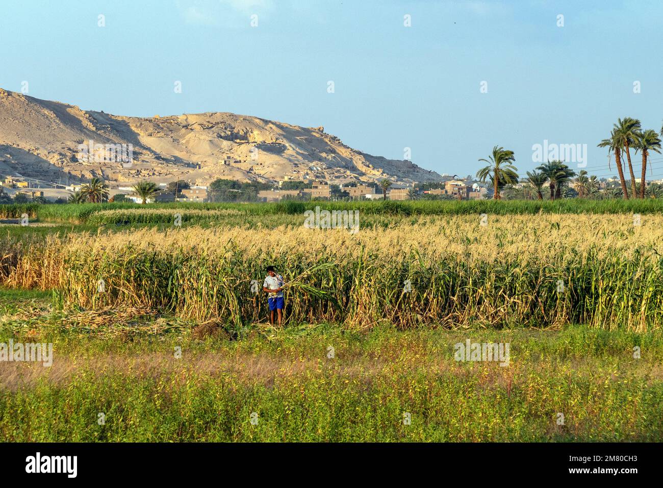 CORN CROPS IN THE VALLEY OF THE KINGS, LUXOR, EGYPT, AFRICA Stock Photo