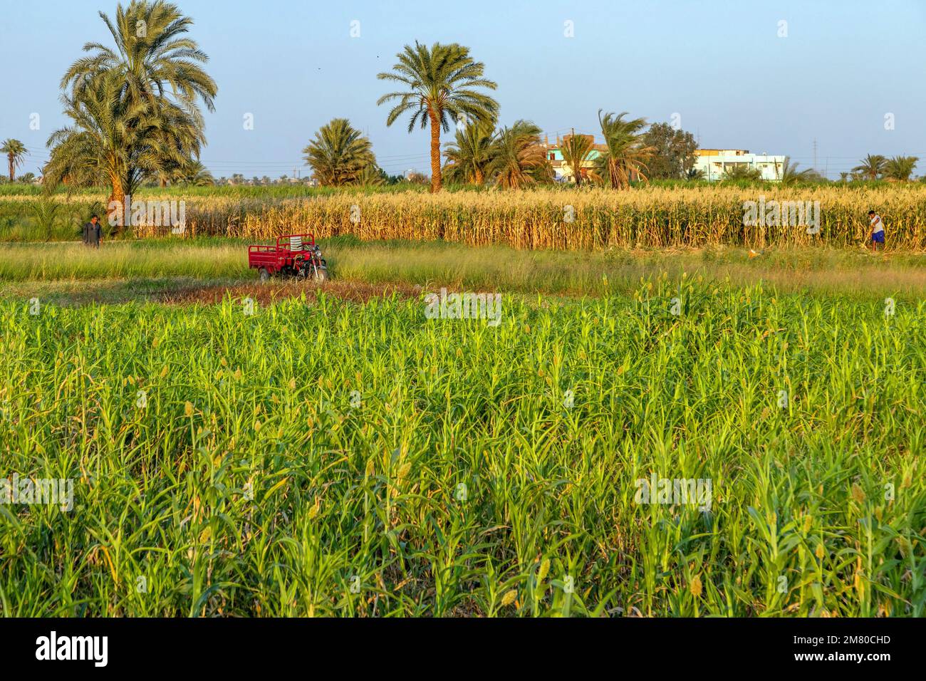 CORN CROPS IN THE VALLEY OF THE KINGS, LUXOR, EGYPT, AFRICA Stock Photo
