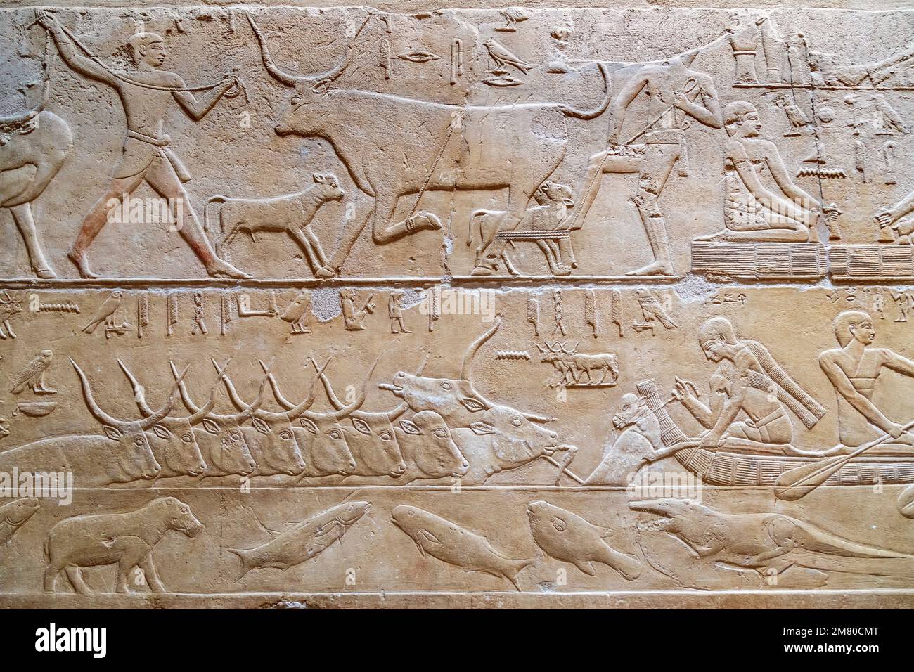 FARM WORK WITH THE RAISING OF LIVESTOCK AND FISHING,  MILKING A COW, BAS-RELIEF IN THE MASTABA OF KAGEMNI, VIZIER DURING THE REIGN OF KING TETI, SAQQARA NECROPOLIS, EGYPT, AFRICA Stock Photo