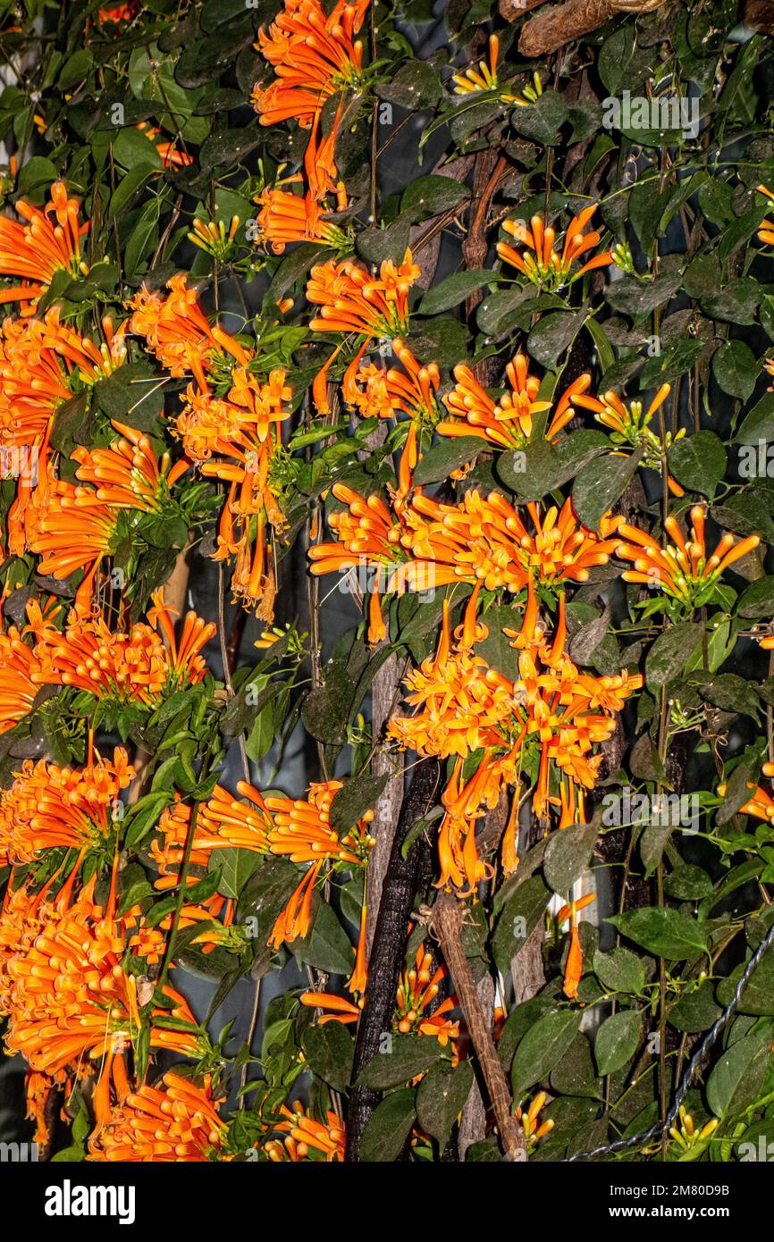 Orange flame vine, Pyrostegia venusta Stock Photo