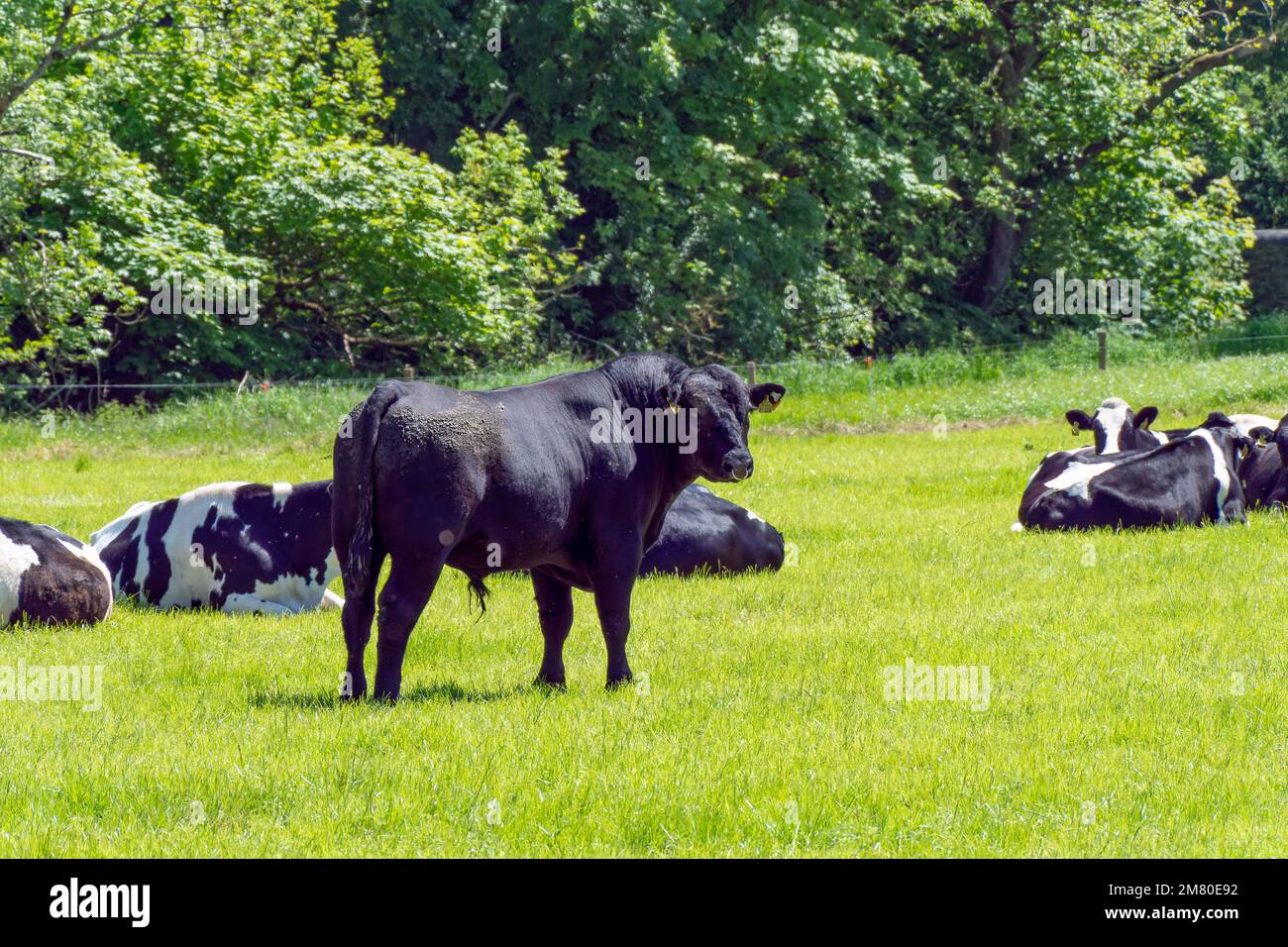 A black bull stands on a green meadow where several cows are lying ...