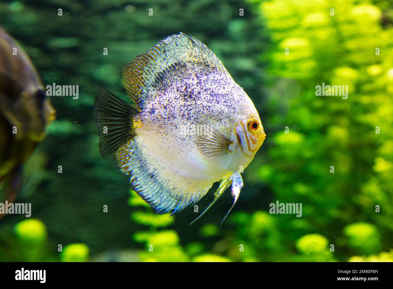 Fish in the water. Aquatic creature. Water world. Sea, ocean, lake and river fauna. Zoo and zoology. Nature and animal photography. Stock Photo