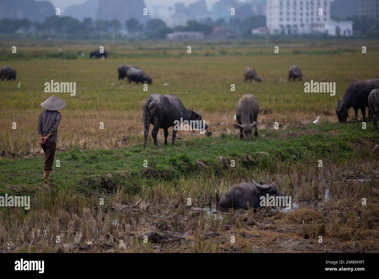 Vietnam Daily Life - A  portrait of a farmer with water buffalo . Ninh Binh Vietnam Stock Photo