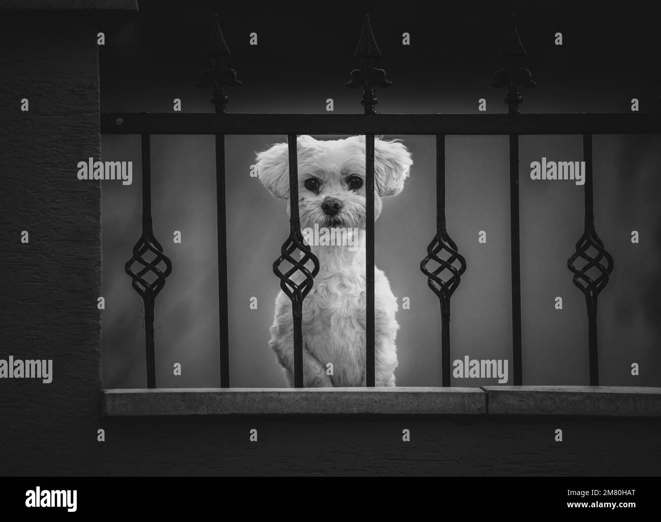 A black and white shot of a cute maltese dog looking at the camera