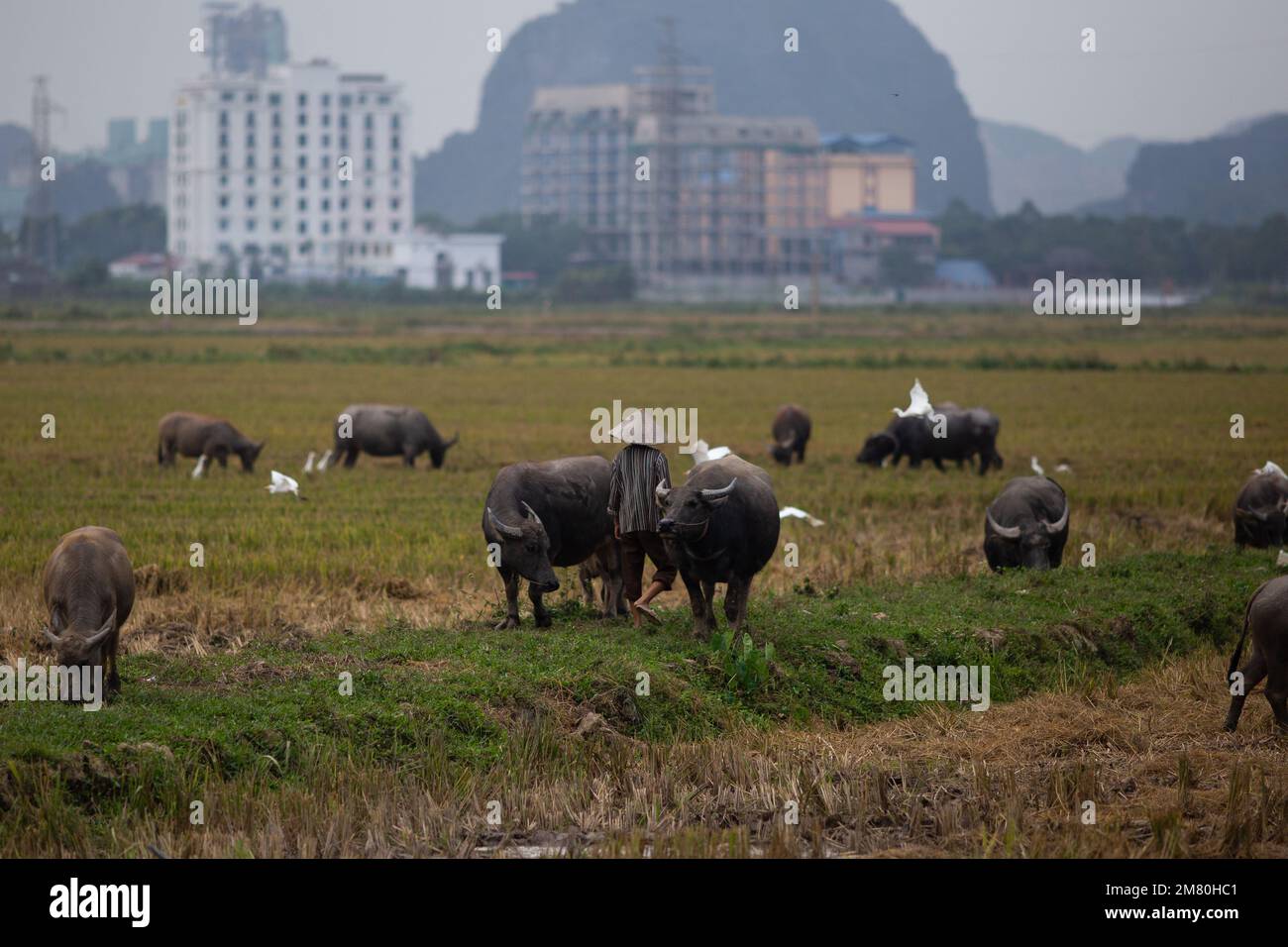Vietnam Daily Life - A  portrait of a farmer with water buffalo . Ninh Binh Vietnam Stock Photo