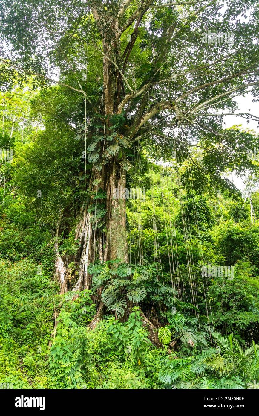 Tropical hanging vines. Jungle liana climbing plants, wild