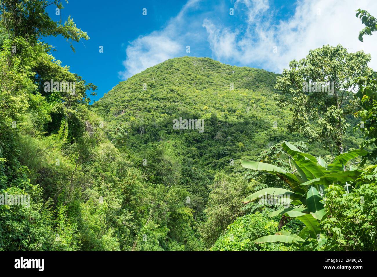 Tropical rainforest in the Sierra Madre del Sur Mountains of Oaxaca 