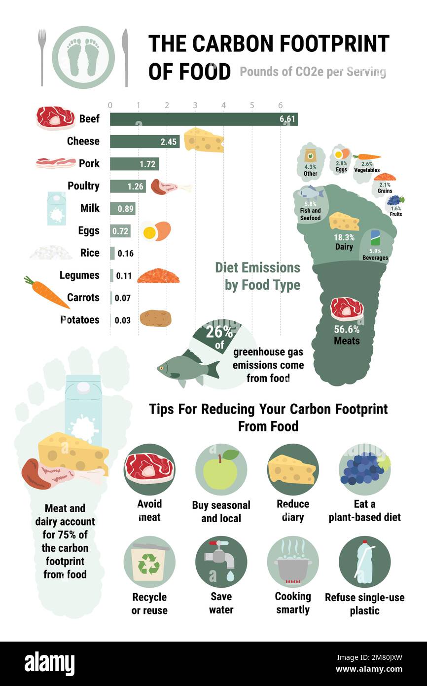 Carbon footprint of food infographic. Tips for reducing your personal  carbon footprint from food. Plant-based diet, environmental and ecology  concept Stock Vector Image & Art - Alamy