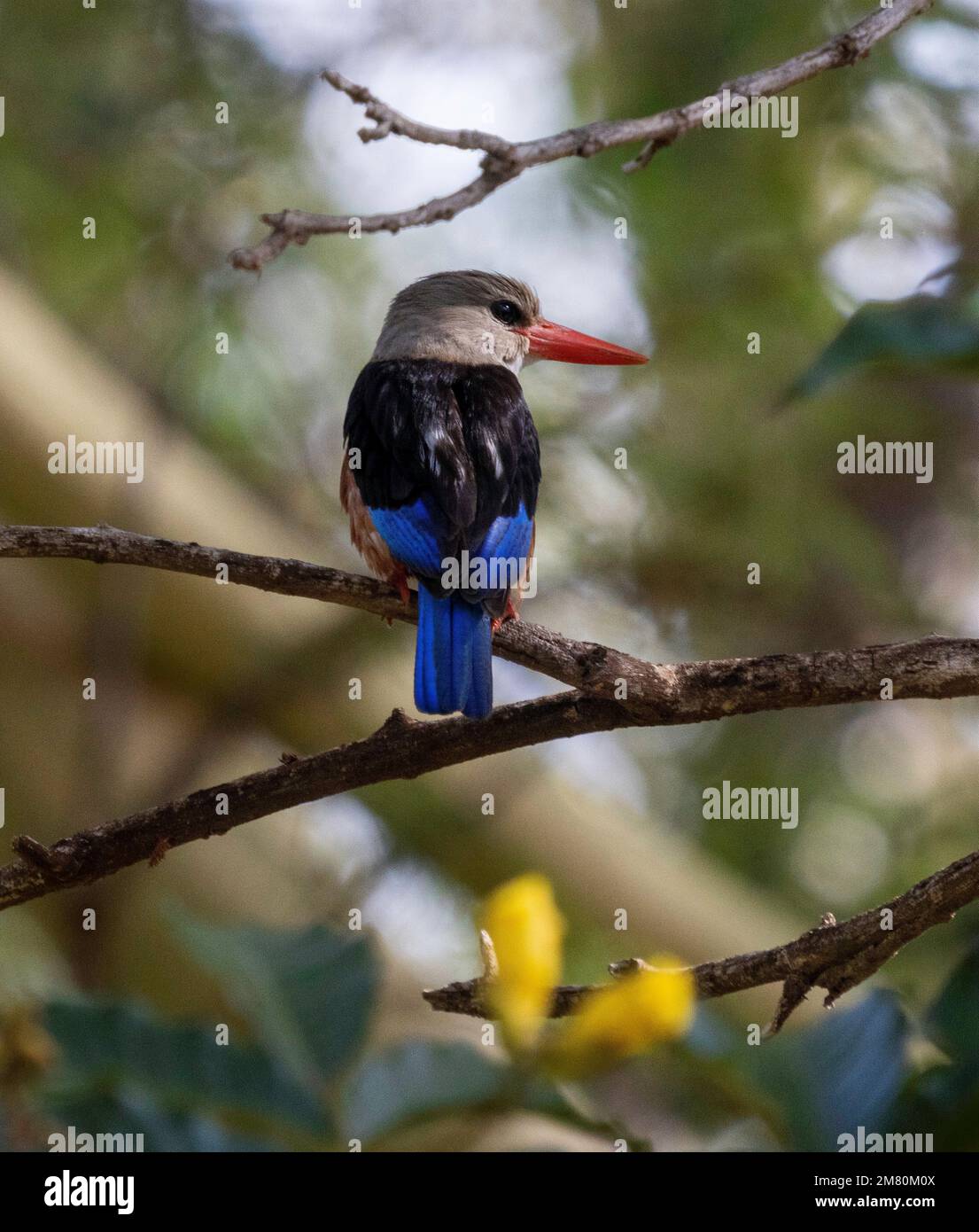 African pygmy kingfisher, Ispidina picta, Ambolseli National Park, Kenya Stock Photo