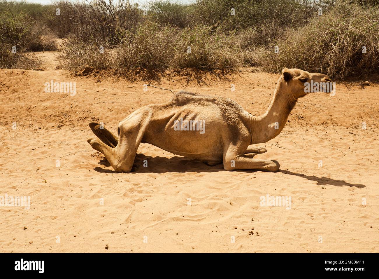 An exhausted camel on the road side at North Horr, Marsabit County, Kenya  Stock Photo - Alamy, image size:1300x956