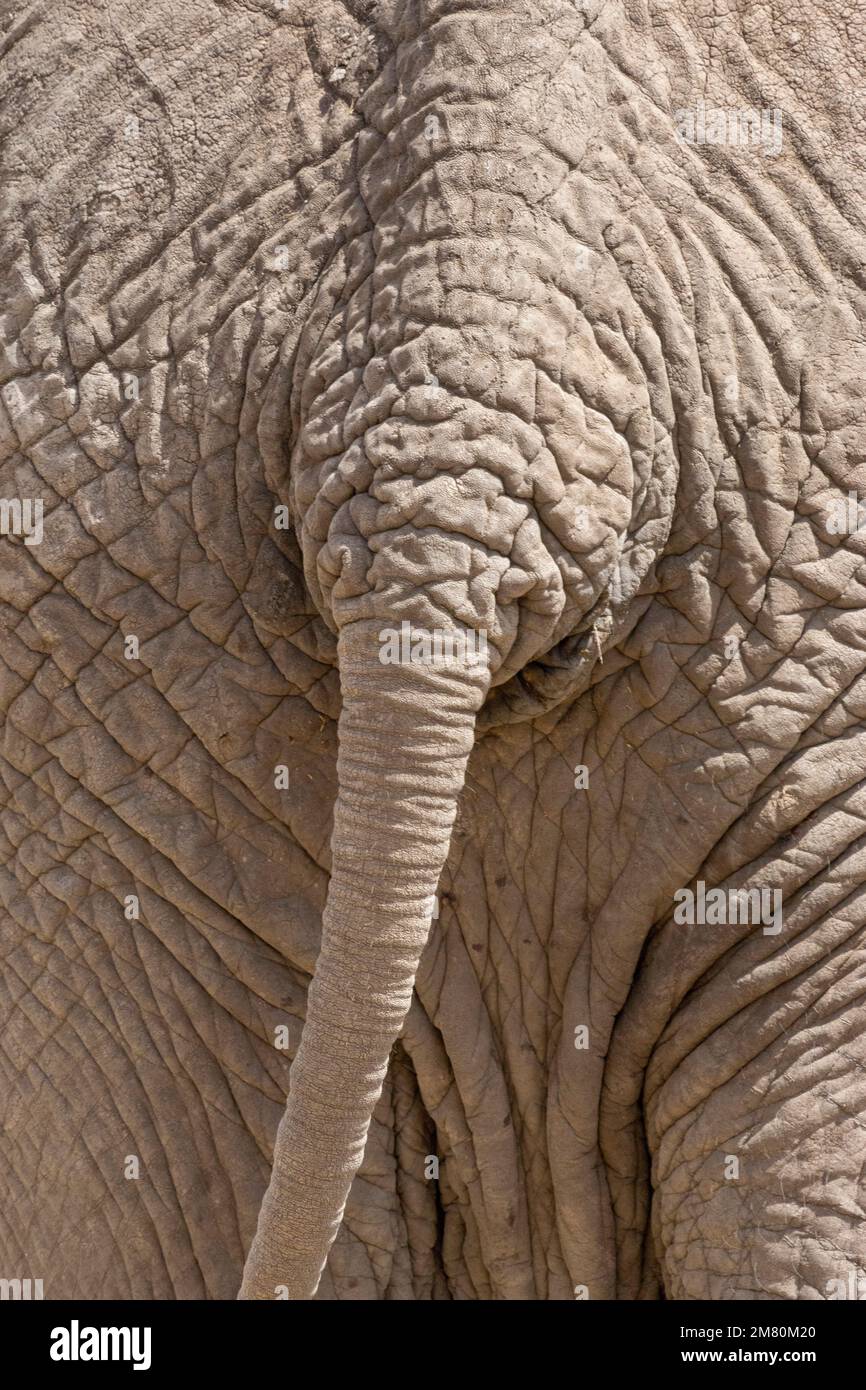 close up of rear of African bush elephant (Loxodonta africana), Amboseli National park. Kenya Stock Photo