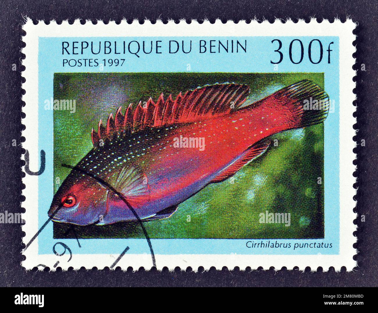 Cancelled postage stamp printed by Benin, that shows Dotted Wrasse (Cirrhilabrus punctatus), circa 1997. Stock Photo