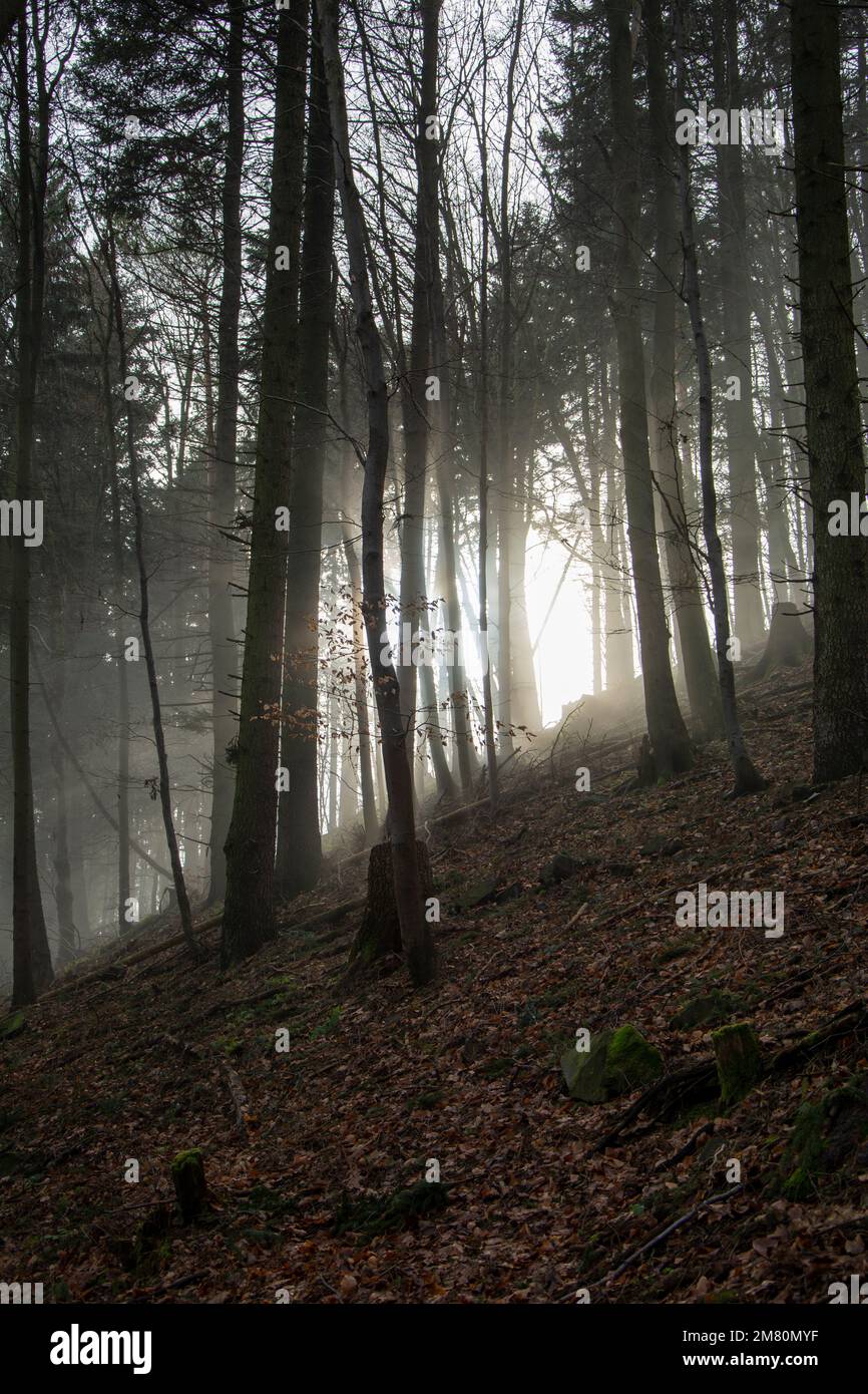 Sun rays coming through the branches in the foggy forest Stock Photo ...