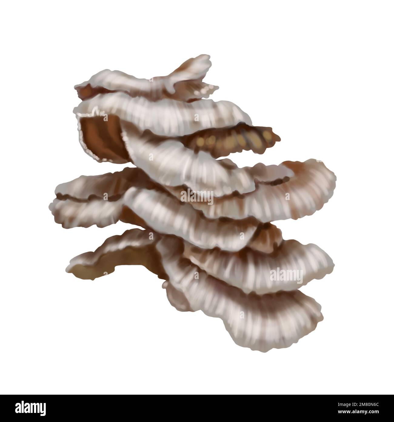 Watercolor realistic mushrooms. Mushrooms growing on trees. Pleurotus