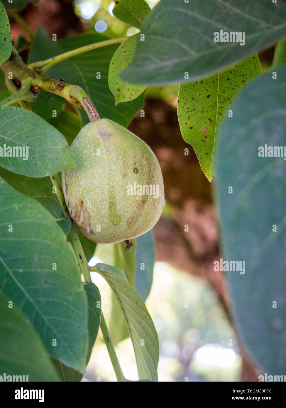 green walnut on the tree Stock Photo
