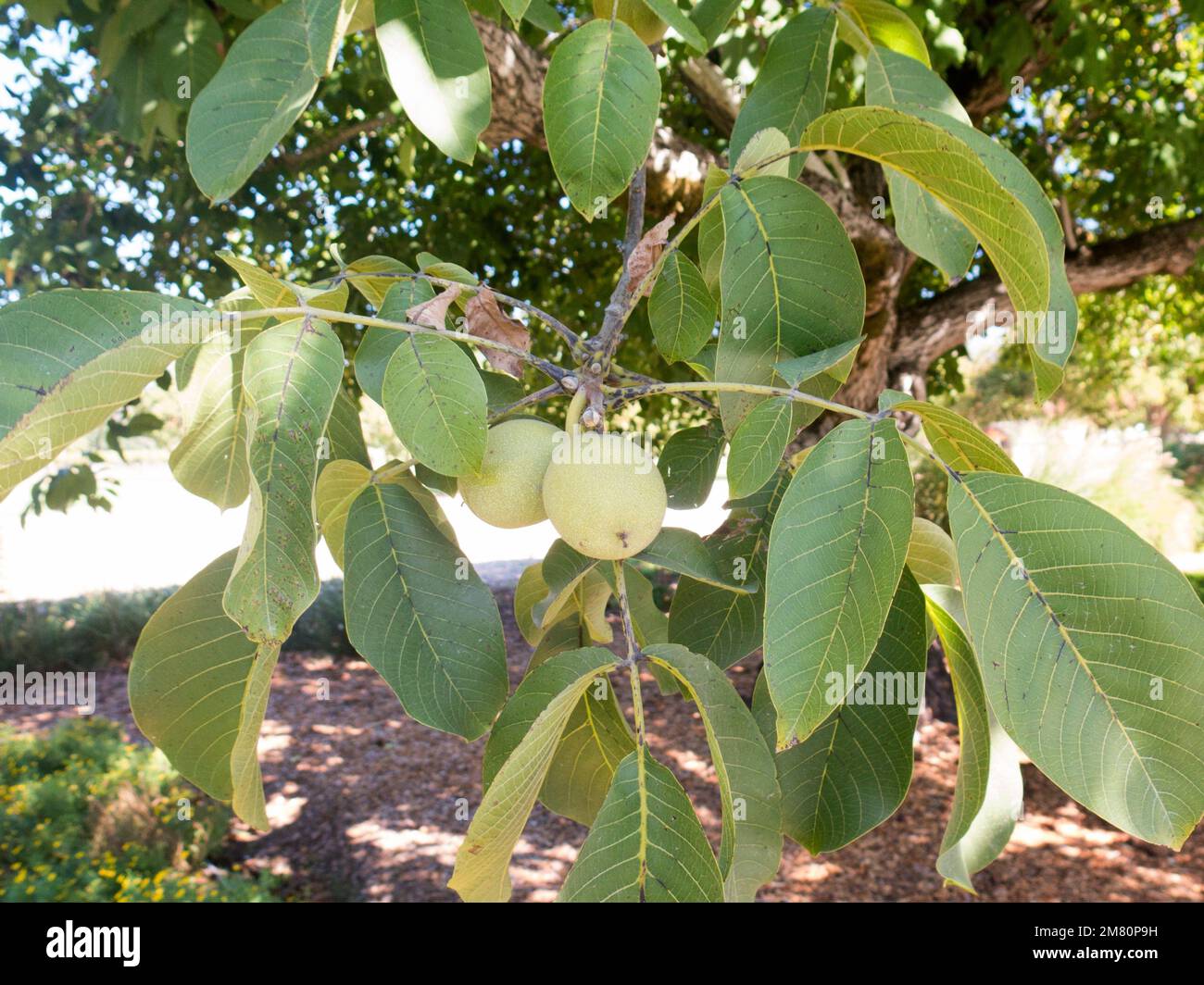 Walnut fruit on tree Stock Photo