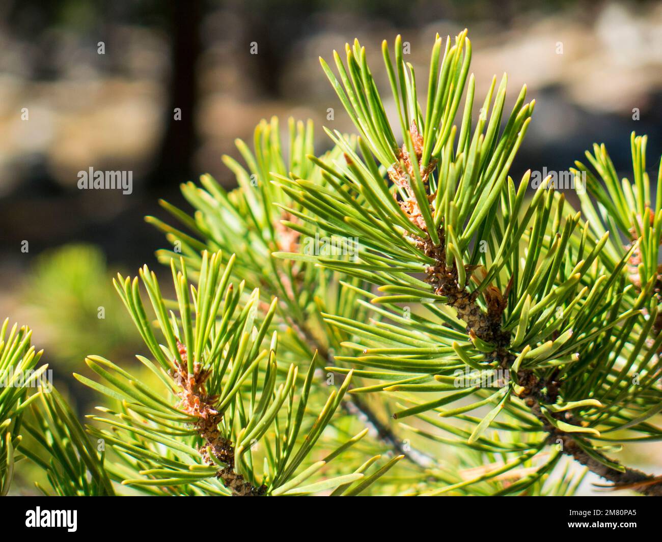 Pine needles closeup Stock Photo