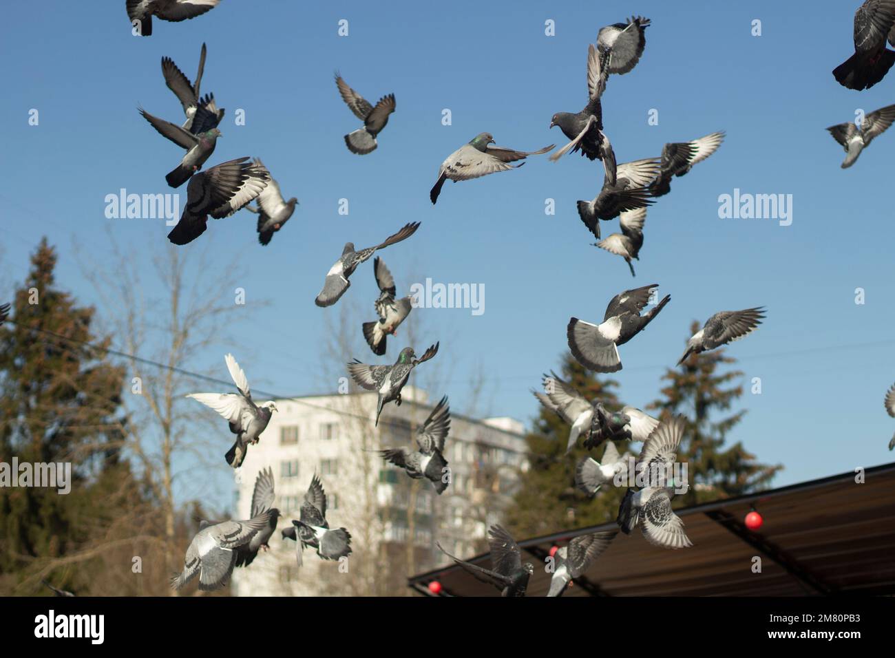 Pigeons fly in sky. Lots of birds on pole. Urban birds in yard. Pigeons