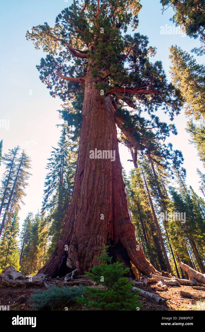 Composite Image of The Grizzly Giant; the most renowned giant sequoia in Yosemite National Park in  the Mariposa Grove Stock Photo