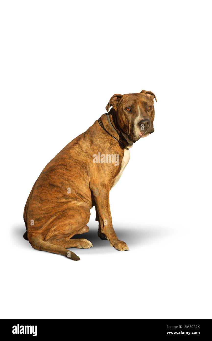 Portrait of a Pit bull dog on a white background he has a facial paralysis on a white background Stock Photo