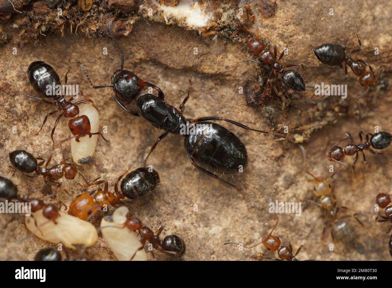 Detailed closeup on a wingless female of the Mediterranean Camponotus lateralis arboreal ant with workers and eggs Stock Photo