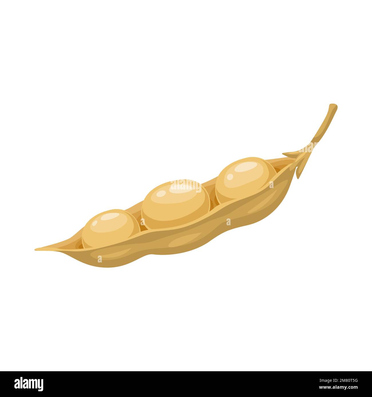 Raw soy, isolated dry soybeans pod. Natural food, vegan diet nutrition