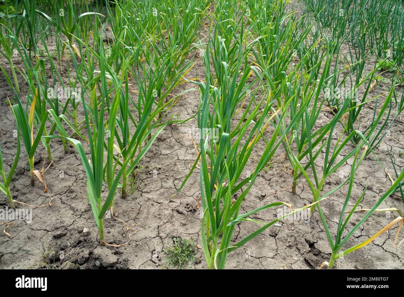Growing onion in the home garden Stock Photo Alamy