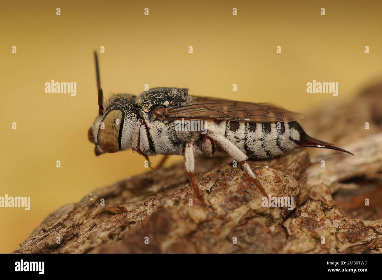 Lateral macro closeup on a female of Thorn-tailed sharptail bee, Coelioxys acanthura sitting on wood Stock Photo