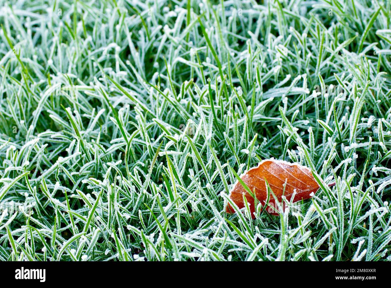 Close up of a single leaf lying on the grass covered with a light frost