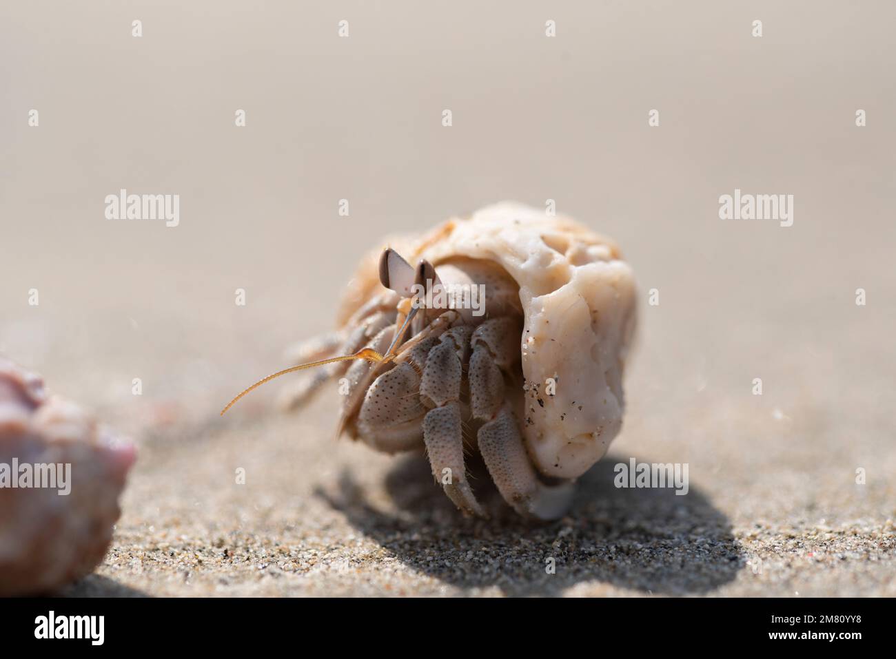Hermit crab. There are up to 500 species of hermit crabs. They are also