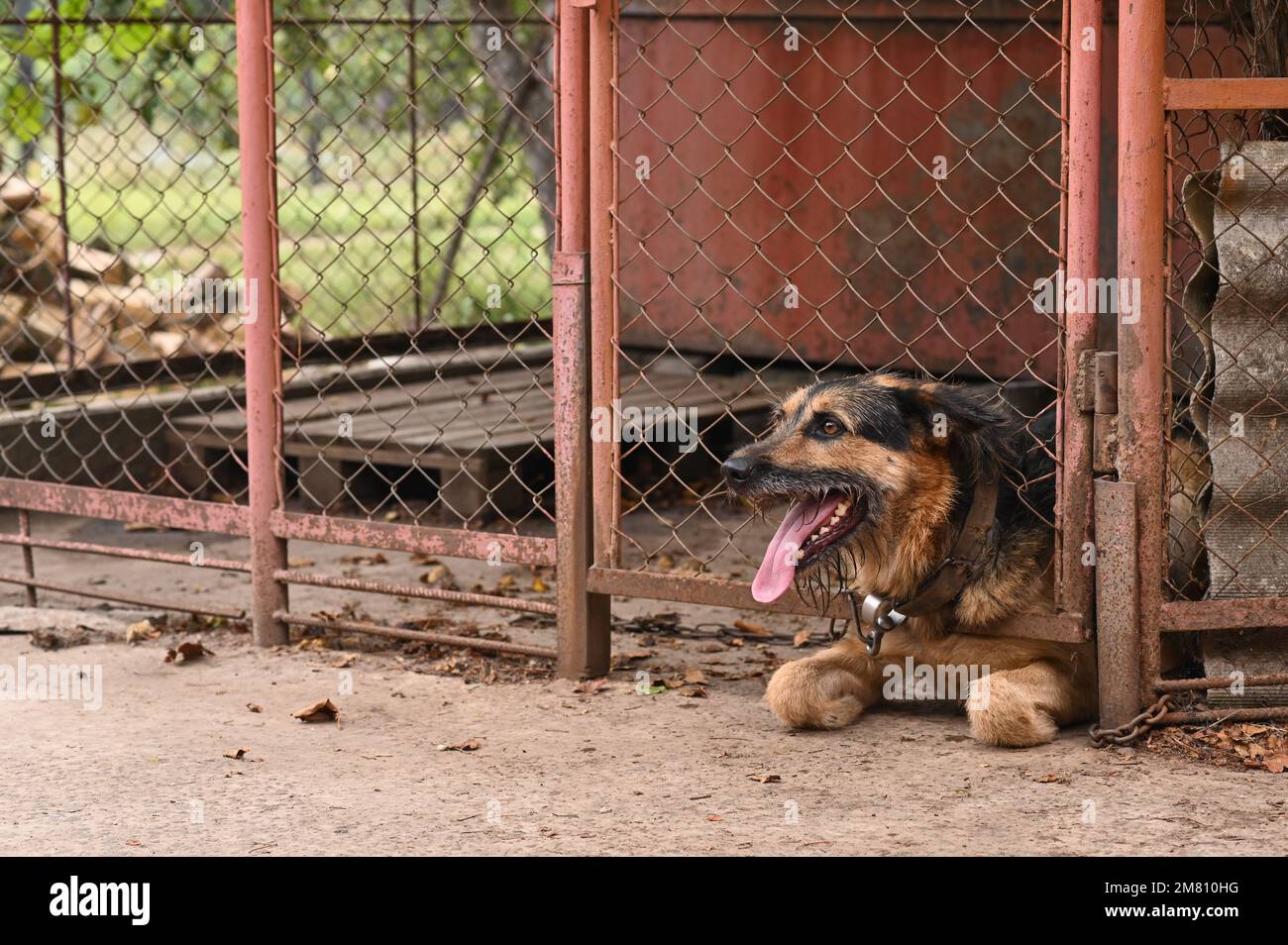 the dog is in a pen behind bars Stock Photo