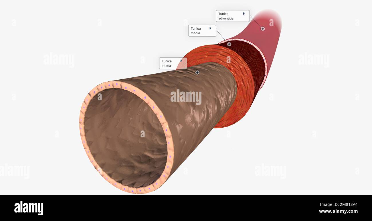 The endothelium is part of the tunica intima, the innermost layer of ...