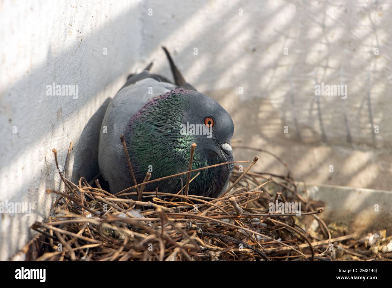 The pigeon sits on eggs in a nest on the facade of a townhouse, close ...