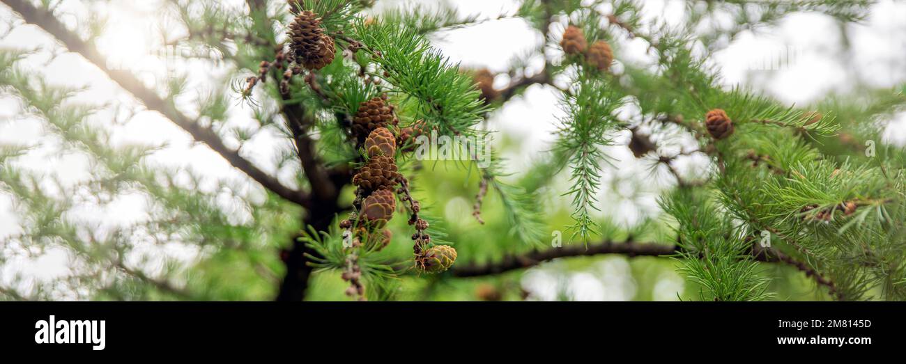 Japanese larch. Fresh green leaves of Japanese larch, Larix kaempferi in summer. Larch cones on a branch. Stock Photo