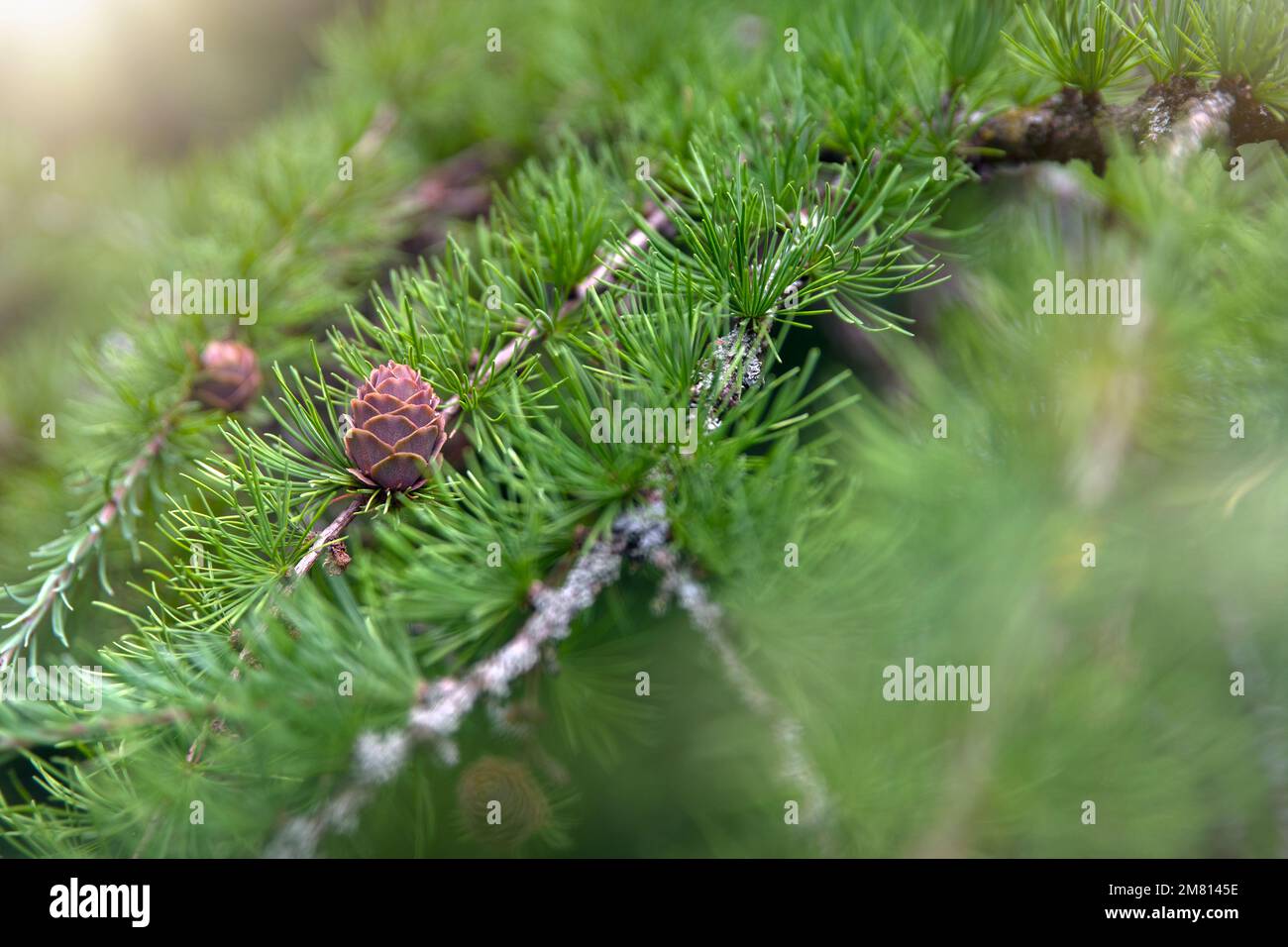 Japanese larch. Fresh green leaves of Japanese larch, Larix kaempferi in summer. Larch cones on a branch. Stock Photo