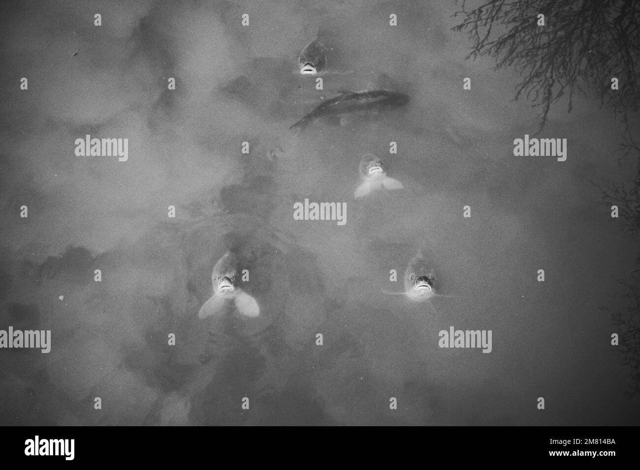 Carps Facing The Camera Stock Photo Alamy