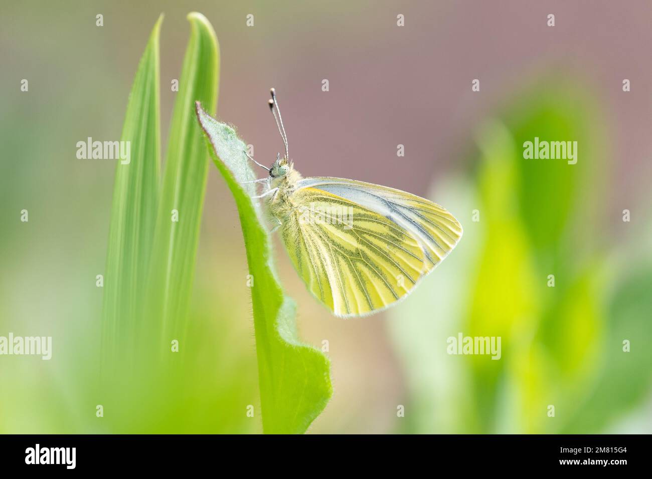 Green-veined white butterfly - Pieris napi - UK Stock Photo
