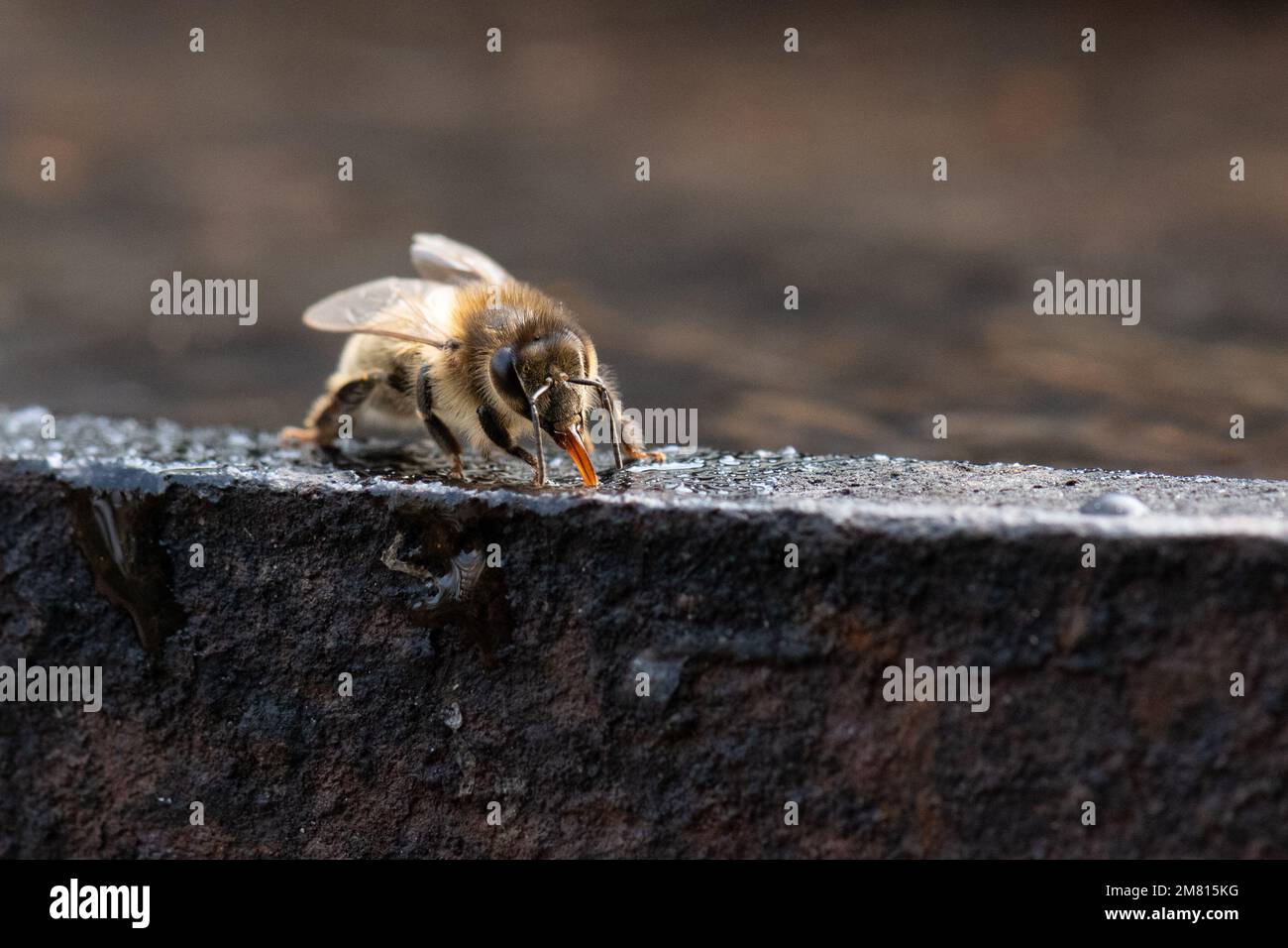 Honey bee (Apis mellifera) drinking or collecting water from metal rim of old whisky barrel - Scotland, UK Stock Photo