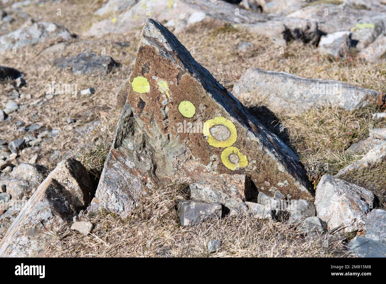 yellow green lichen rings on rock in Lake District, England, UK Stock Photo