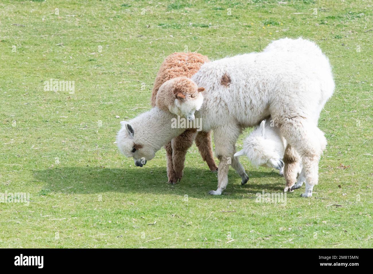 Alpacas - three alpacas intertwined - UK Stock Photo