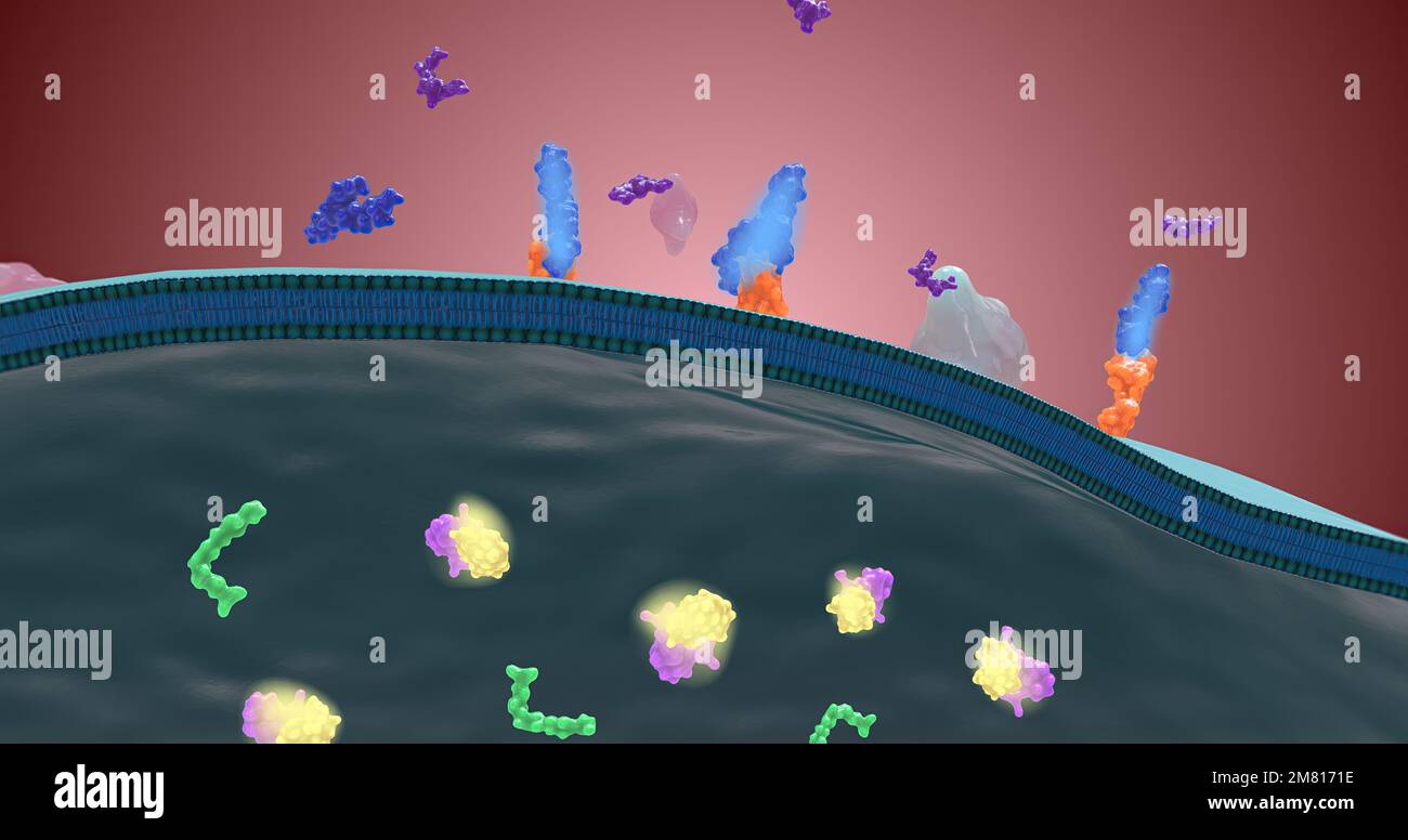 Platelet activation and aggregation play an important role in occlusive