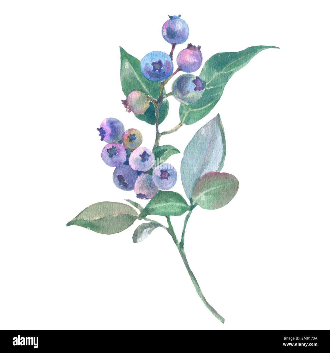 Botanical drawing blueberry hi-res stock photography and images - Alamy