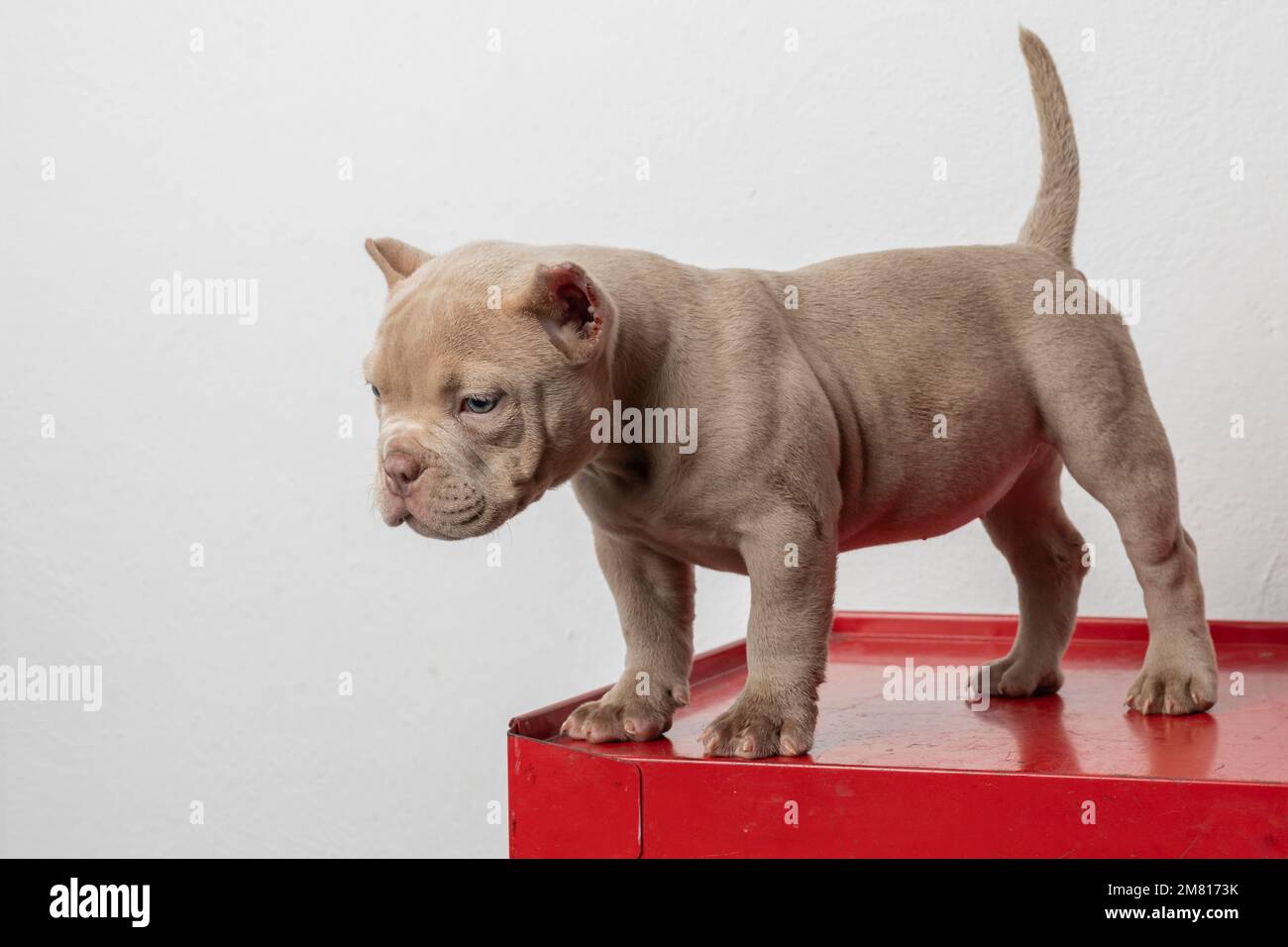 Dog mom American bully puppy dog, Pet funny and Cute Stock Photo - Alamy