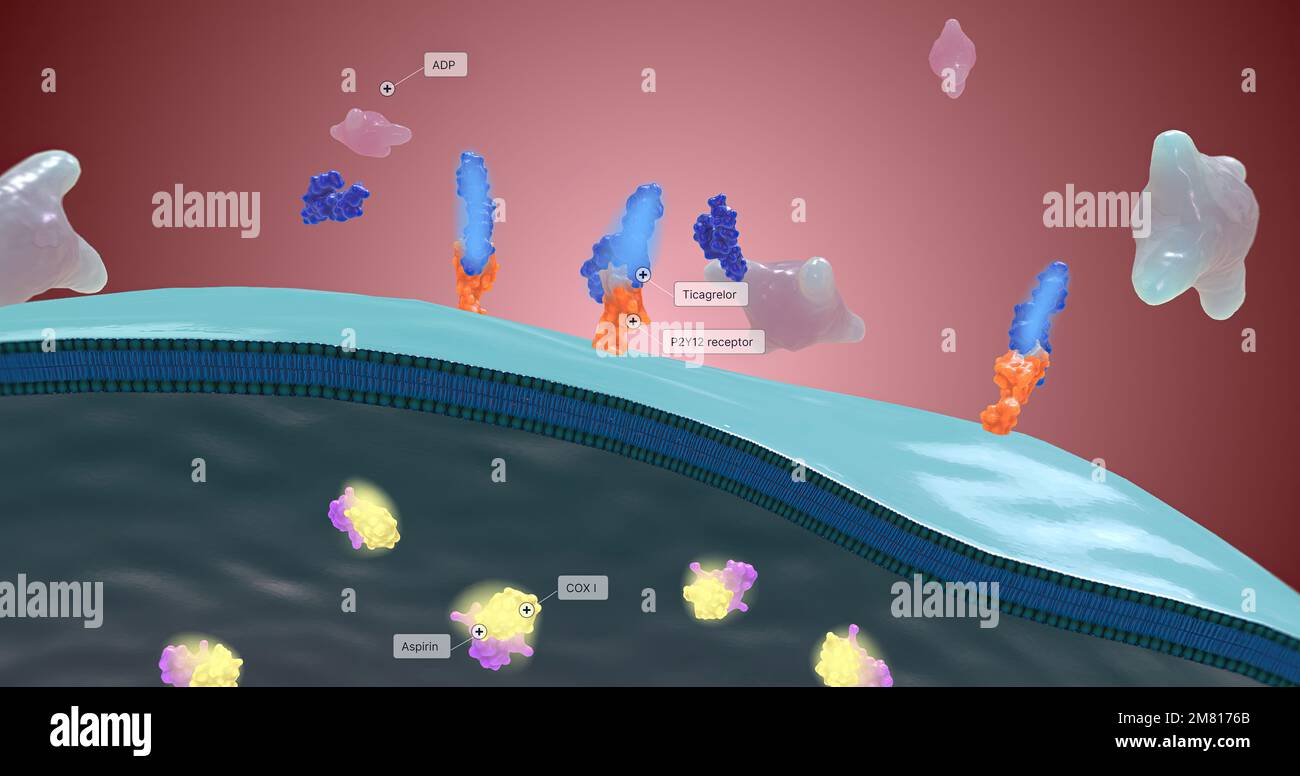 Platelet activation and aggregation play an important role in occlusive