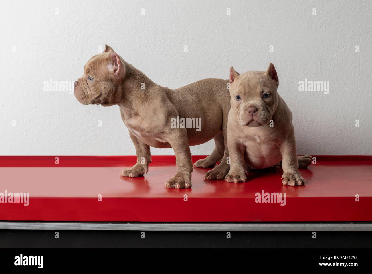 two american bully puppy dogs, on a red table with a white background. Stock Photo